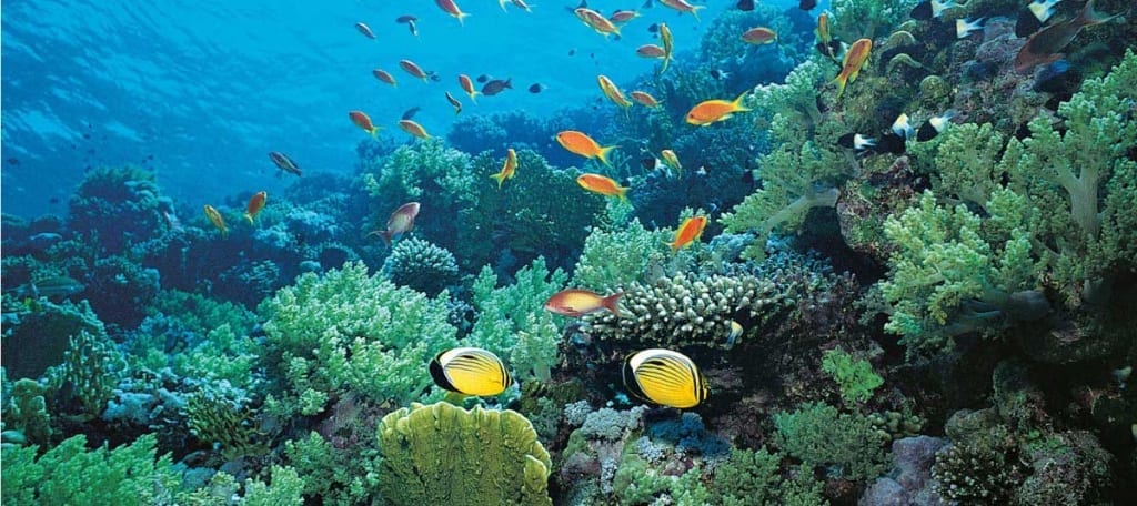 The Mediterranean is teeming with underwater life.